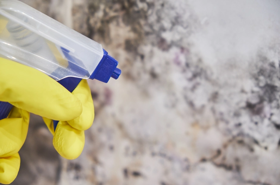 Common Signs You Need Mold Remediation in Your Home